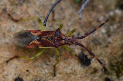Gonocerus juniperi