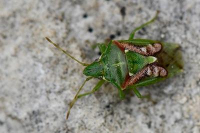 Cyphostethus tristriatus