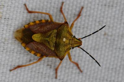 Carpocoris purpureipennis