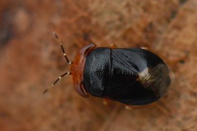 Geocoris erythrocephalus
