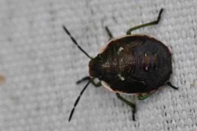 Chlorochroa juniperina
