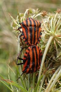 Graphosoma italicum
