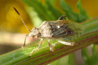Stictopleurus punctatonervosus