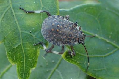 Halyomorpha halys