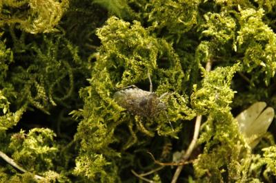 Rhaphigaster nebulosa