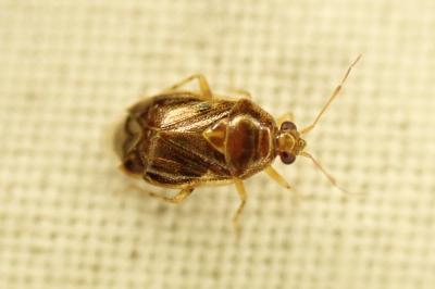 Deraeocoris lutescens