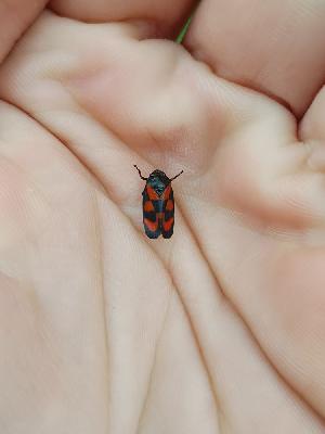 Cercopis vulnerata