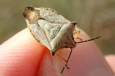 Carpocoris fuscispinus