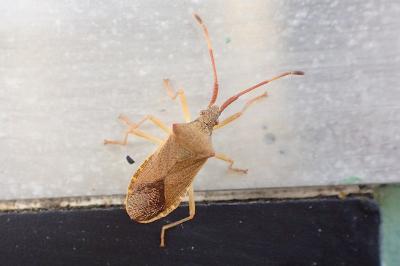 Gonocerus acuteangulatus