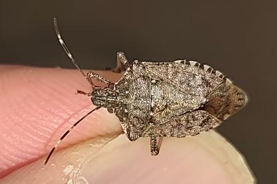 Halyomorpha halys