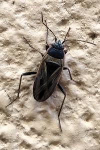 Xanthochilus quadratus