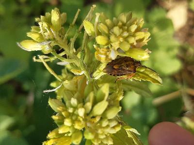 Carpocoris purpureipennis