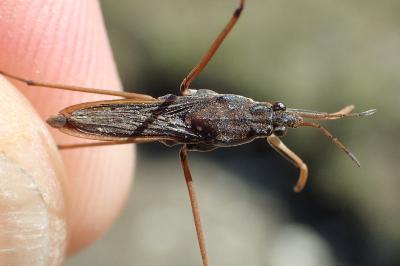 Gerris costae costae