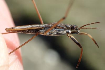 Gerris costae costae