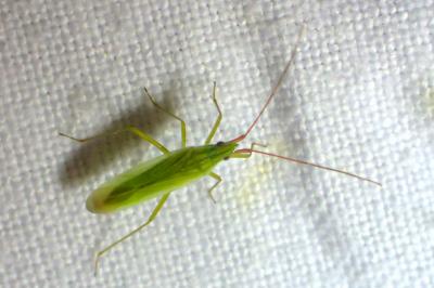 Trigonotylus ruficornis