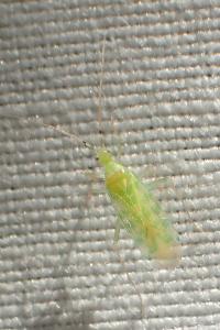 Malacocoris chlorizans