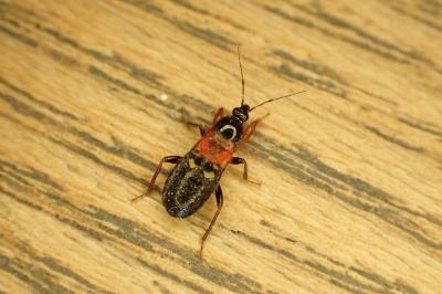 Prostemma sanguineum