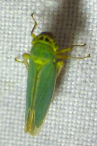 Cicadella