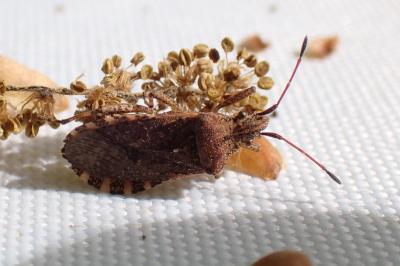 Ceraleptus gracilicornis