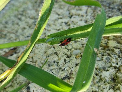 Melanocoryphus albomaculatus