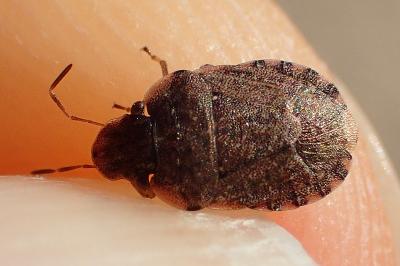 Sciocoris sideritidis