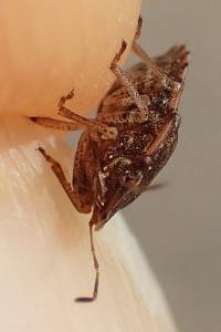 Sciocoris sideritidis