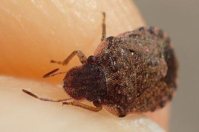 Sciocoris sideritidis