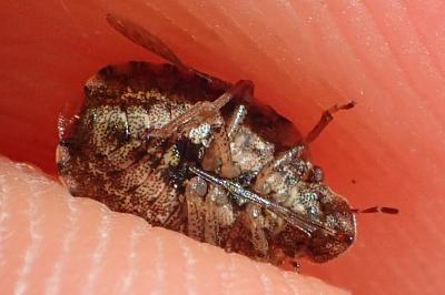 Sciocoris sideritidis