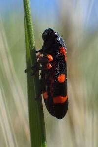 Cercopis intermedia
