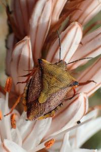 Carpocoris mediterraneus atlanticus