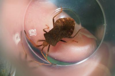 Coreus marginatus
