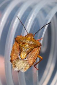 Carpocoris purpureipennis