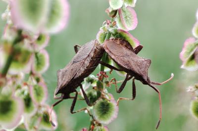 Coreus marginatus