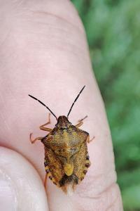 Carpocoris purpureipennis