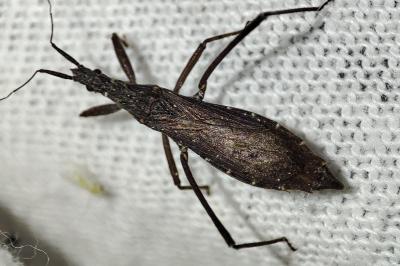 Pygolampis bidentata