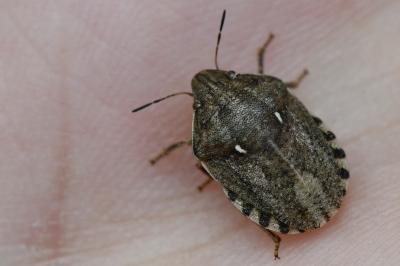 Eurygaster testudinaria