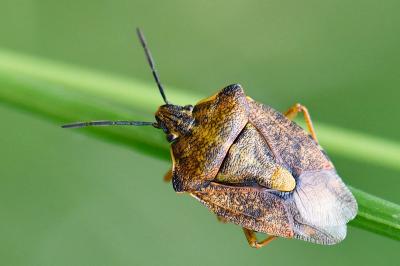 Carpocoris purpureipennis