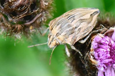 Odontotarsus robustus