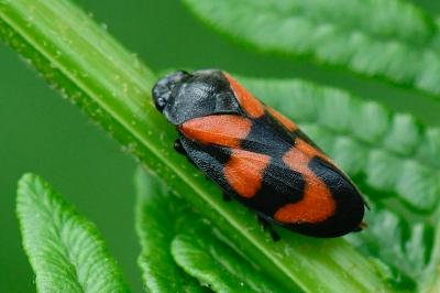 Cercopis vulnerata