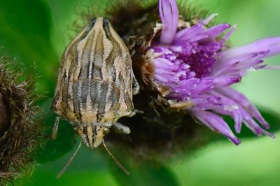 Odontotarsus robustus
