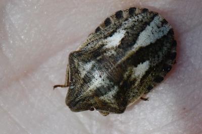 Eurygaster testudinaria
