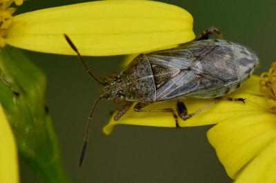 Stictopleurus punctatonervosus