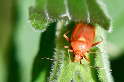 Deraeocoris ruber