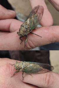 Tibicina haematodes