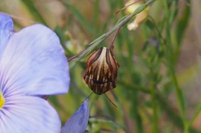 Odontotarsus purpureolineatus