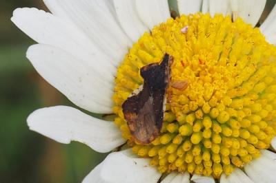 Phymata crassipes