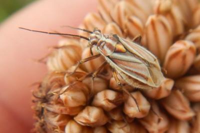 Horistus orientalis