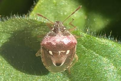 Stagonomus bipunctatus