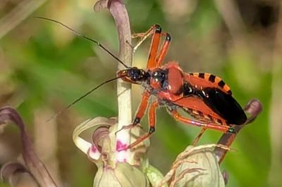 Rhynocoris iracundus