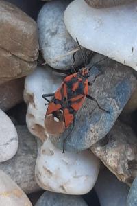 Spilostethus pandurus